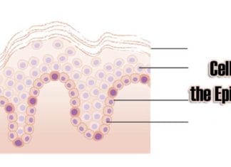 Cells of the Epidermis