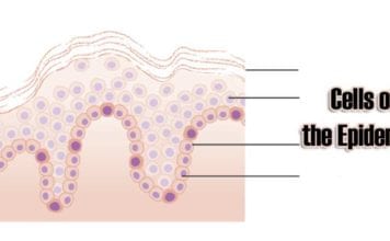 Cells of the Epidermis