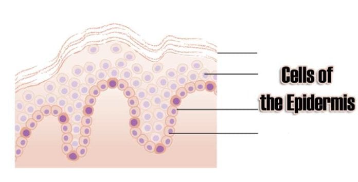 Cells of the Epidermis | 3 Layers of the Skin | Skin Cell Functions Cells of the Epidermis | 3 Layers of the Skin | Skin Cell Functions