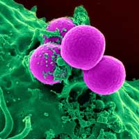 Cells