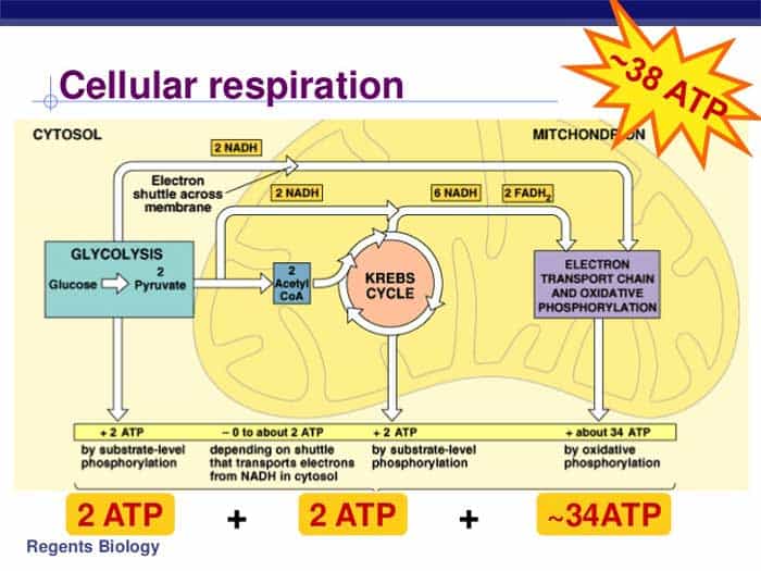 Stages Of Cellular Respiration Chart