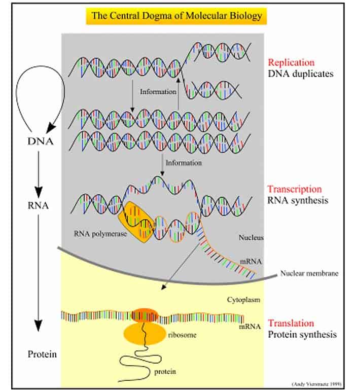 The Central Dogma of Molecular Biology The Central Dogma of Molecular Biology