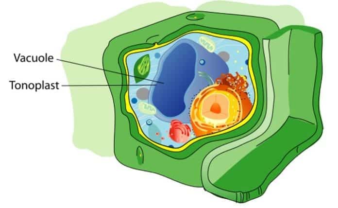 Central Vacuole In Plant Cells Central Vacuole In Plant Cells