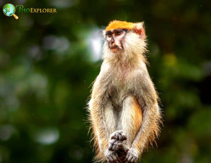 Cercopithecus Erythrotis Cercopithecus Erythrotis