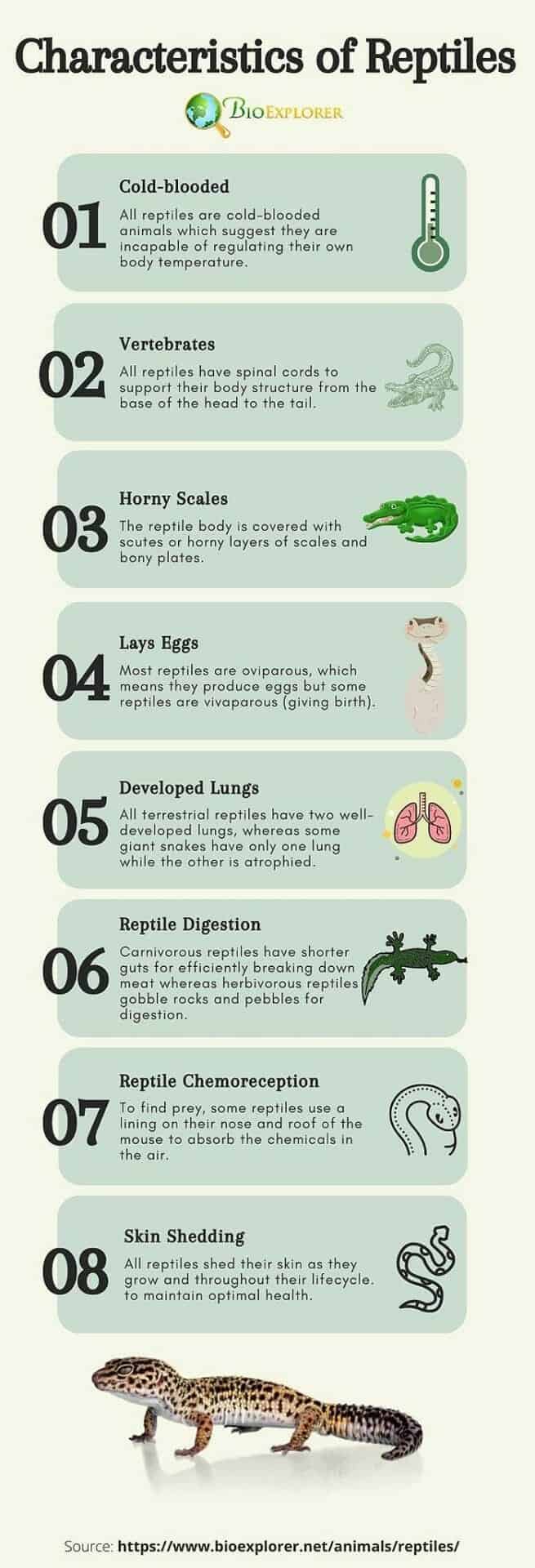 Characteristics of Reptiles