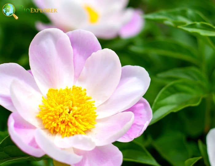 Chinese Peony Chinese Peony