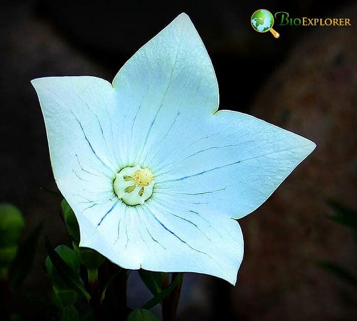 Chinese Snowdrop Flower