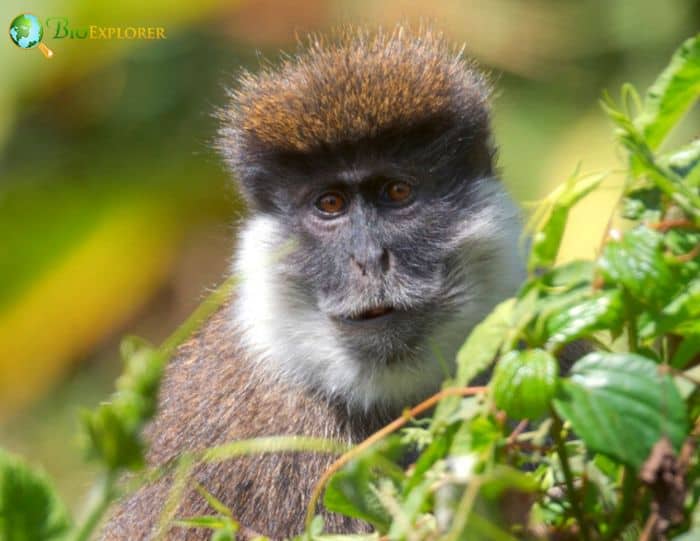 Chlorocebus Djamdjamensis Chlorocebus Djamdjamensis