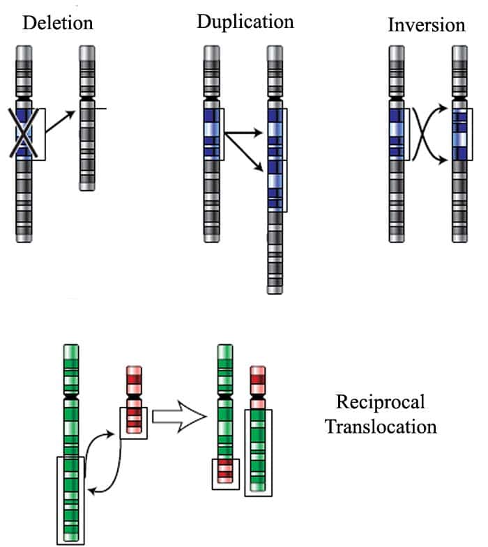 FORMS OF STRUCTURAL CHROMOSOMAL MUTATIONS