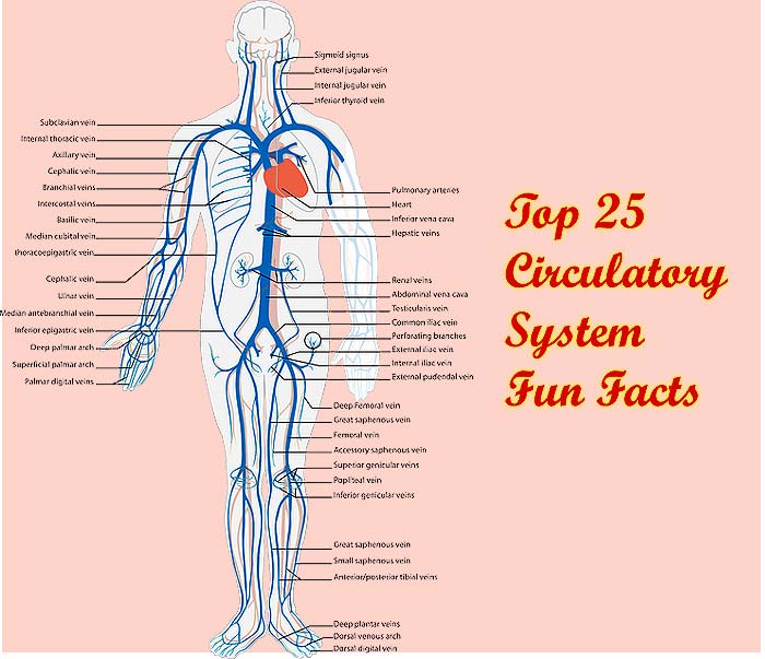 Anatomy Of Blood Vessels Exercise 21