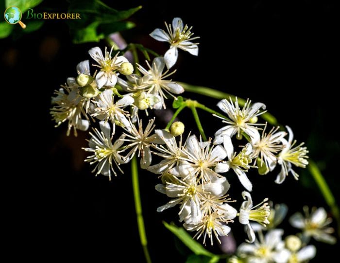 Clematis Ligusticifolia