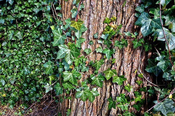 Climber Ivy Plant Climber Ivy Plant