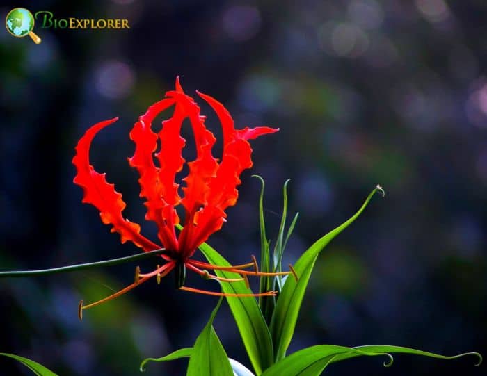 Climbing Lily Climbing Lily