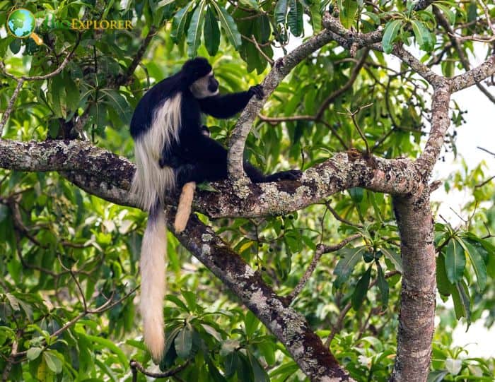 Colobus Caudatus Colobus Caudatus