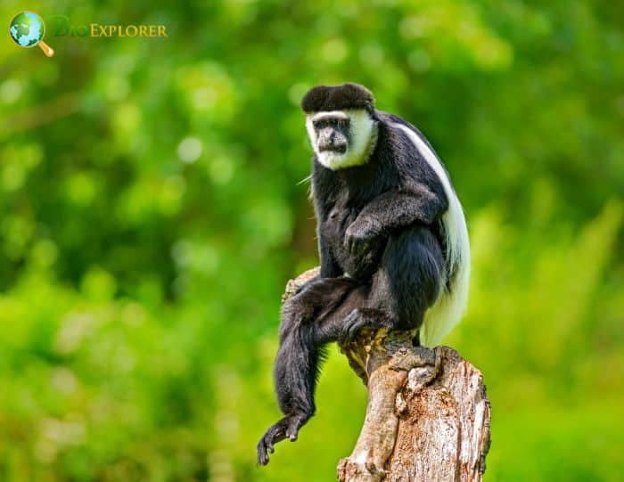 Colobus Guereza Colobus Guereza