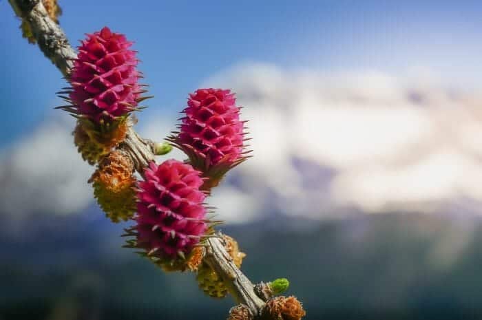 Coniferous Larch Flowers