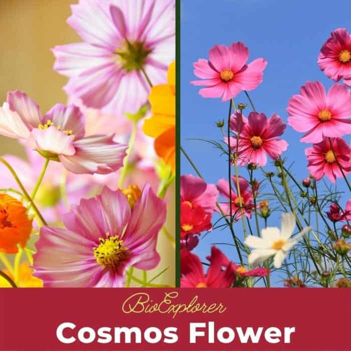 Cosmos