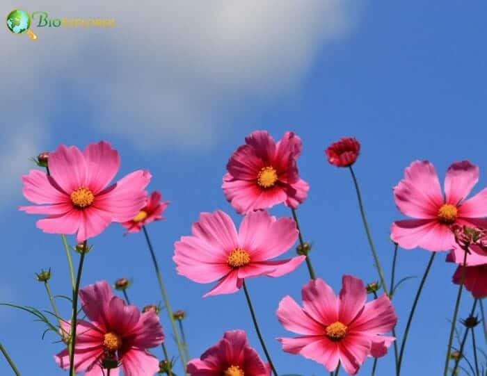 Cosmos Flowering Plants