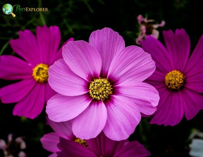 Cosmos Flowers