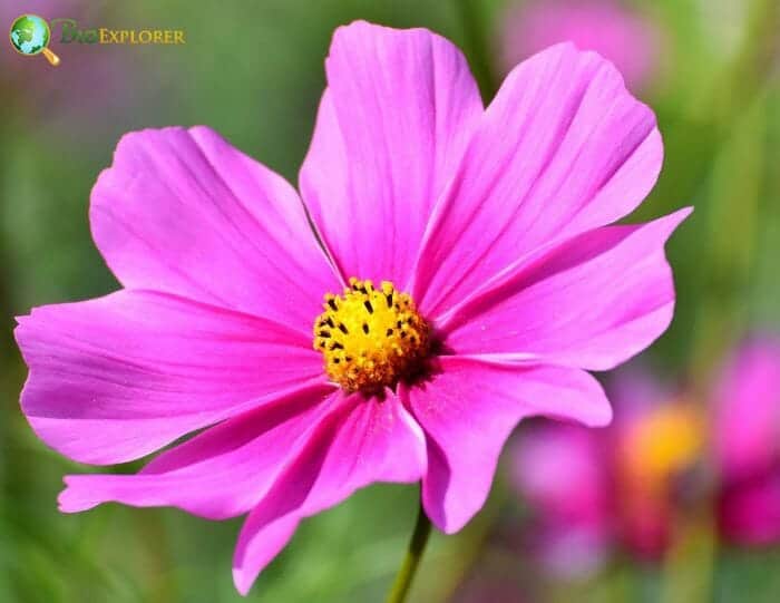 Cosmos Flowers