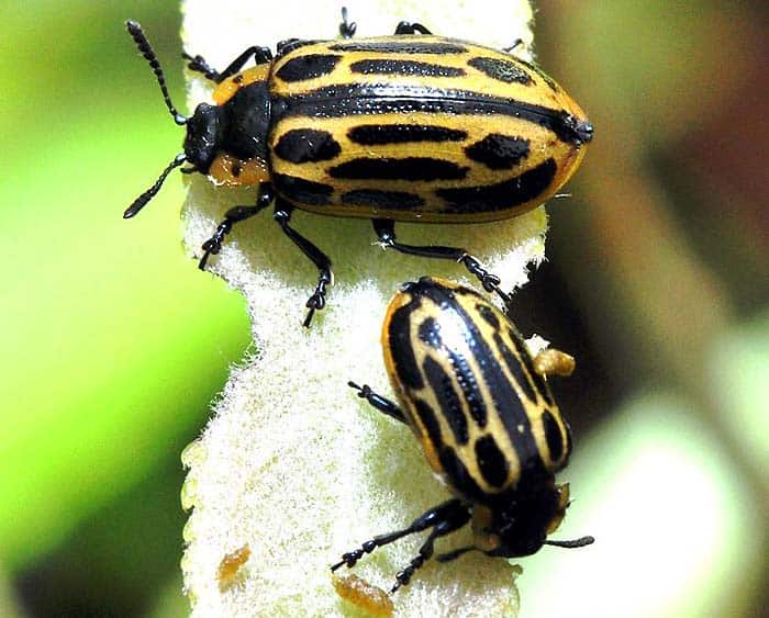 Cottonwood Leaf Beetles Eating Plants Cottonwood Leaf Beetles Eating Plants