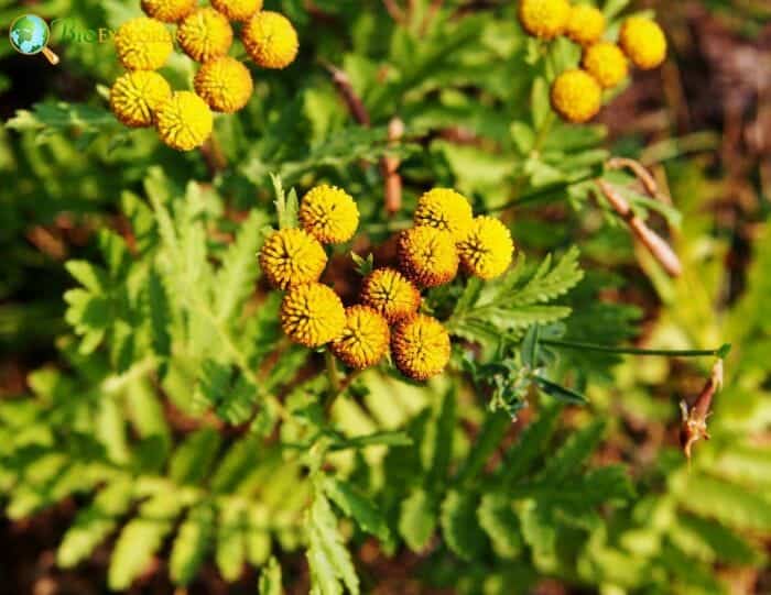 Cow Bitter Flowers