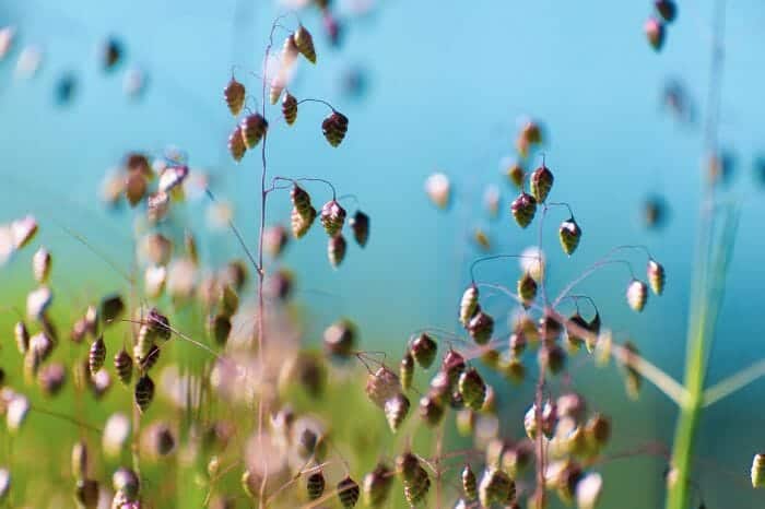 Cowquake Flowers