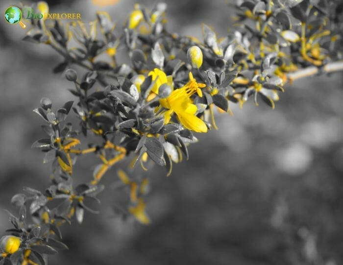 Creosote Bush Flower Creosote Bush Flower