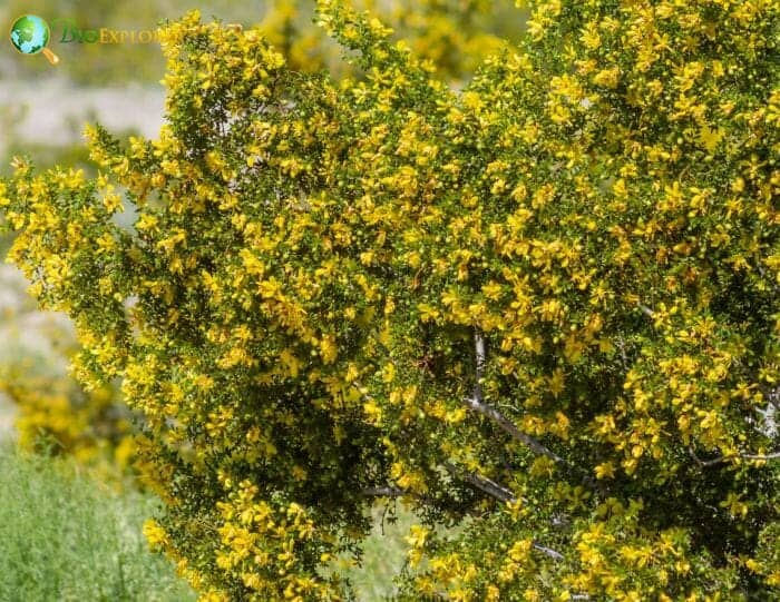 Creosote Bush Flowers Creosote Bush Flowers