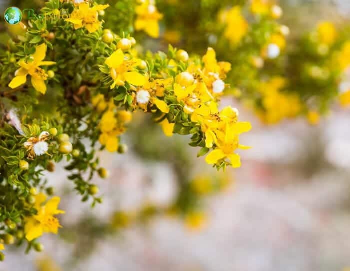 Creosote Bush Creosote Bush