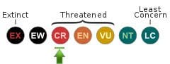 IUCN Status: Critically-Endangered IUCN Status: Critically-Endangered