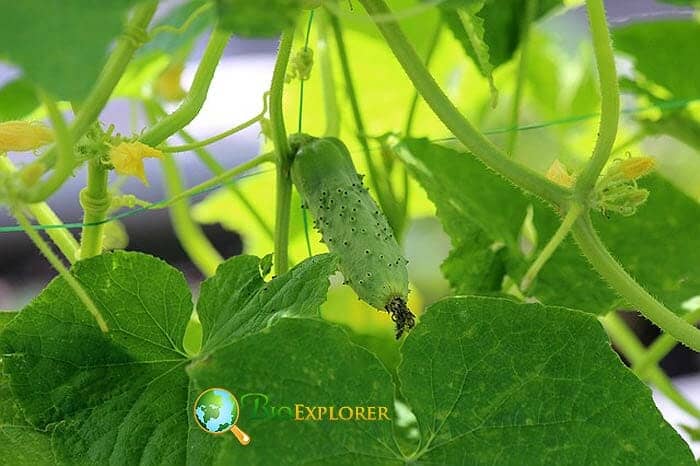 Cucumber Cucumber