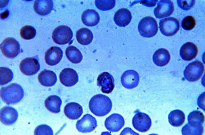 Cytoplasm Parts Cytoplasm Parts