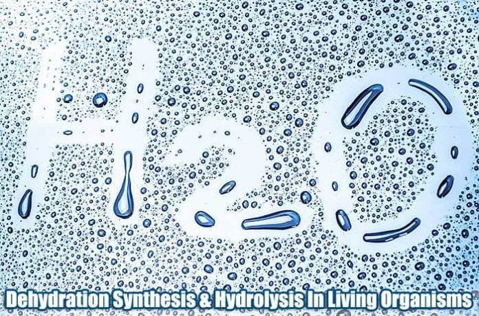 Dehydration Synthesis Dehydration Synthesis