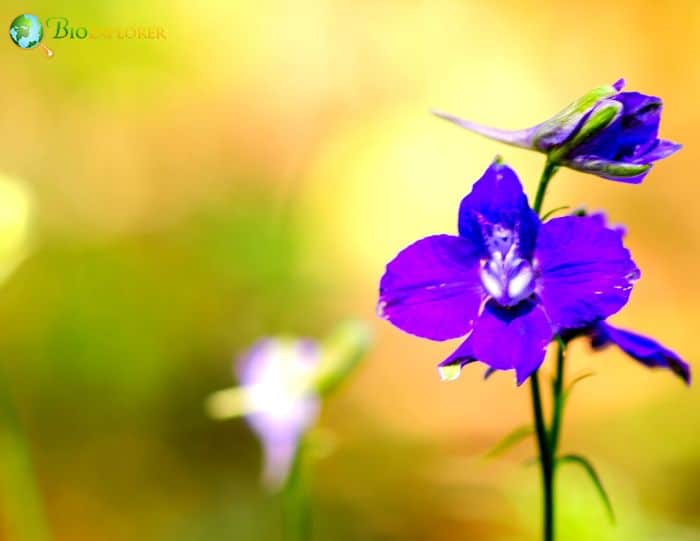 Delphinium Bicolor