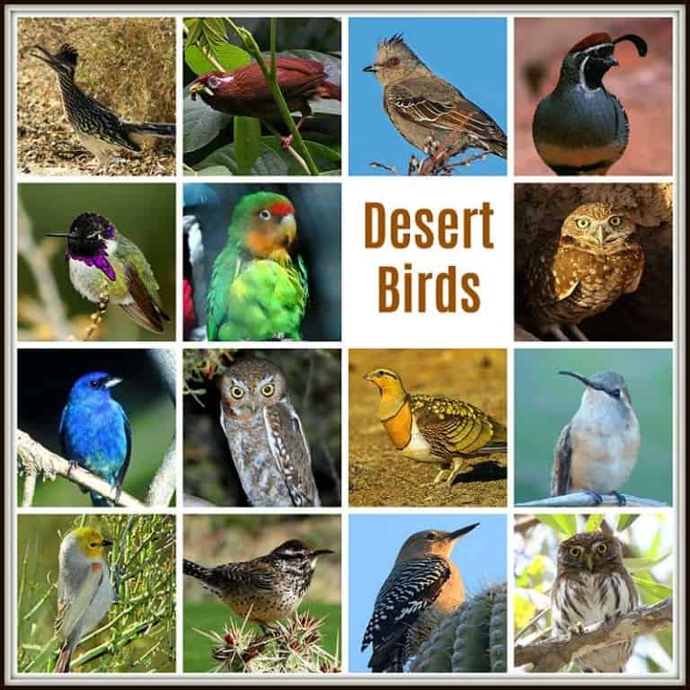 Desert Birds & Adaptations Types of Desert Birds BioExplorer
