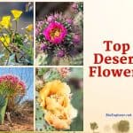 Desert Flowers