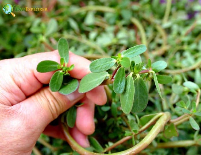 Desert Horse Purslane Desert Horse Purslane