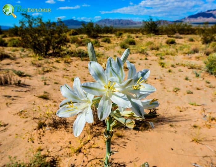 Desert Lily