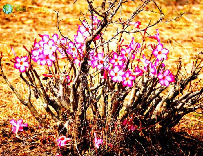 Desert Rose Flower, Adenium Obesum Facts