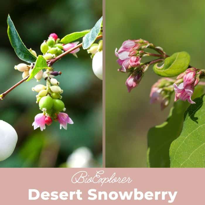 Desert Snowberry