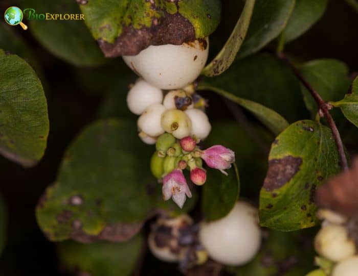 Desert Snowberry Desert Snowberry