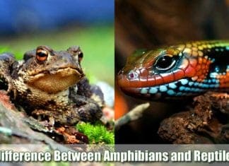 Difference Between Amphibians and Reptiles