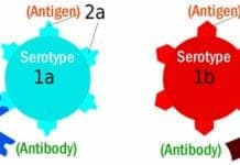 Differences Between Antibody and Antigen