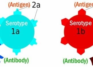 Differences Between Antibody and Antigen