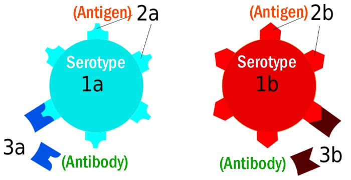 Differences Between Antibody and Antigen Differences Between Antibody and Antigen