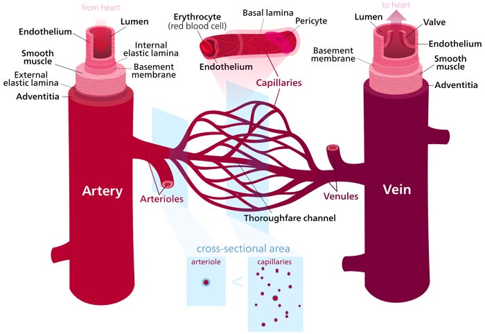 arteries veins and capillaries comparison