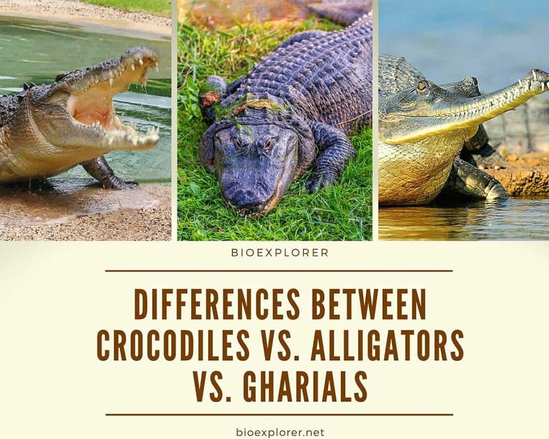 Differences Between Crocodiles and Alligators and Gharials