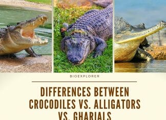 Which are the main differences among genuine crocodile, alligator and caiman  leathers?