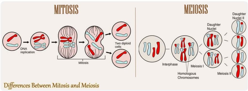 compare and contrast meiosis and mitosis